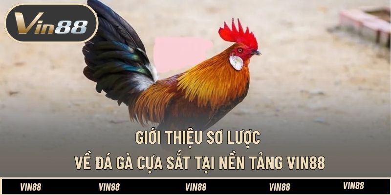 Cách Xem Tướng Gà Đá Cựa Sắt Cực Chuẩn Từ Chuyên Gia VIN88 Cách Xem Tướng Gà Đá Cựa Sắt Cực Chuẩn Từ Chuyên Gia VIN88