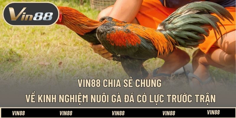 Kinh Nghiệm Nuôi Gà Đá Có Lực Trước Trận - Tối Ưu Thể Trạng Kinh Nghiệm Nuôi Gà Đá Có Lực Trước Trận - Tối Ưu Thể Trạng