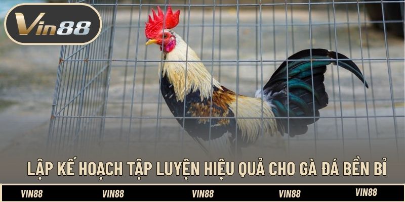Kinh Nghiệm Nuôi Gà Đá Có Lực Trước Trận - Tối Ưu Thể Trạng Kinh Nghiệm Nuôi Gà Đá Có Lực Trước Trận - Tối Ưu Thể Trạng