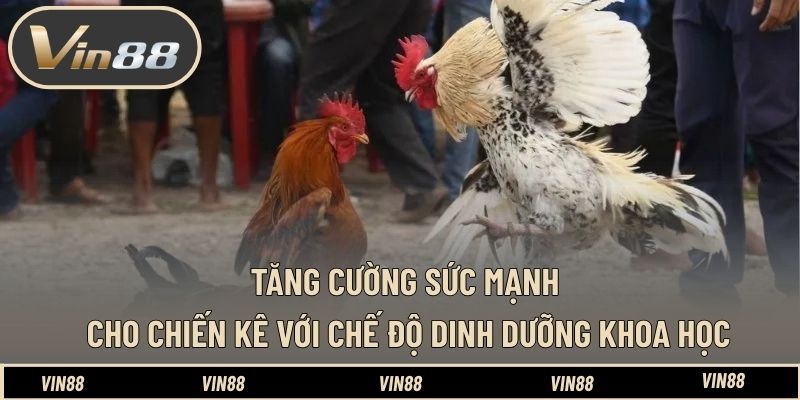 Kinh Nghiệm Nuôi Gà Đá Có Lực Trước Trận - Tối Ưu Thể Trạng Kinh Nghiệm Nuôi Gà Đá Có Lực Trước Trận - Tối Ưu Thể Trạng