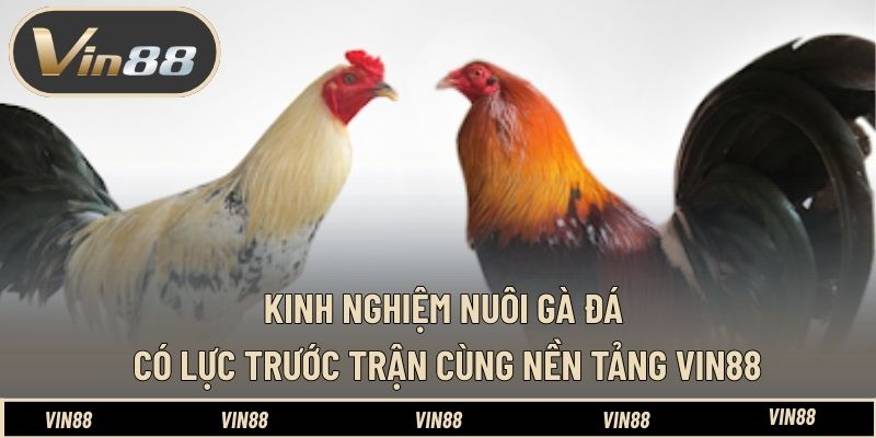 Sảnh Đá Gà WS168 - Tổng Quan Cách Chơi Và Luật Cược