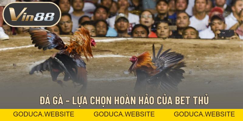 Đá Gà – Những Trận Đá Kê Đỉnh Cao Đẳng Cấp Đứng Đầu Đá Gà – Những Trận Đá Kê Đỉnh Cao Đẳng Cấp Đứng Đầu
