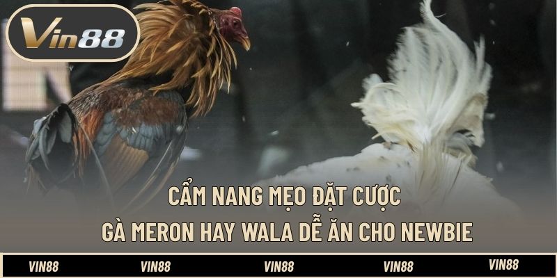 Mẹo Đặt Cược Gà Meron Hay Wala Dễ Ăn - Góc Nhìn Phân Tích Mẹo Đặt Cược Gà Meron Hay Wala Dễ Ăn - Góc Nhìn Phân Tích