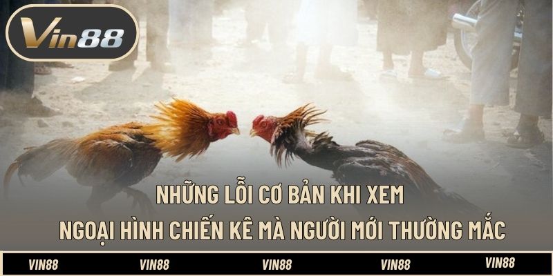 Cách Xem Tướng Gà Đá Cựa Sắt Cực Chuẩn Từ Chuyên Gia VIN88 Cách Xem Tướng Gà Đá Cựa Sắt Cực Chuẩn Từ Chuyên Gia VIN88