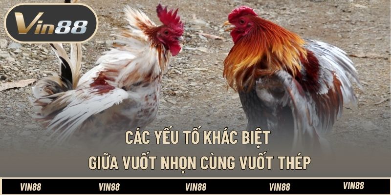 Phân Biệt Đá Gà Cựa Dao Và Cựa Sắt - Hiểu Đúng Bản Chất Phân Biệt Đá Gà Cựa Dao Và Cựa Sắt - Hiểu Đúng Bản Chất