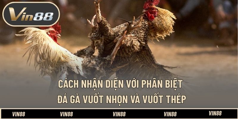 Phân Biệt Đá Gà Cựa Dao Và Cựa Sắt - Hiểu Đúng Bản Chất Phân Biệt Đá Gà Cựa Dao Và Cựa Sắt - Hiểu Đúng Bản Chất