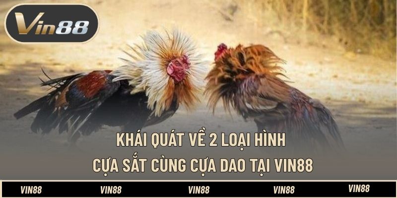 Phân Biệt Đá Gà Cựa Dao Và Cựa Sắt - Hiểu Đúng Bản Chất Phân Biệt Đá Gà Cựa Dao Và Cựa Sắt - Hiểu Đúng Bản Chất