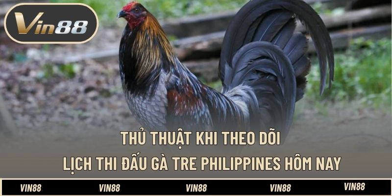 Lịch Thi Đấu Gà Tre Philippines Hôm Nay - Nắm Bắt Diễn Biến Lịch Thi Đấu Gà Tre Philippines Hôm Nay - Nắm Bắt Diễn Biến