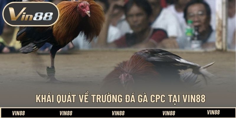 Top Các Chiến Kê Huyền Thoại Tại Đấu Trường CPC - Tinh Hoa Top Các Chiến Kê Huyền Thoại Tại Đấu Trường CPC - Tinh Hoa