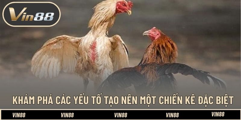 Top Các Chiến Kê Huyền Thoại Tại Đấu Trường CPC - Tinh Hoa Top Các Chiến Kê Huyền Thoại Tại Đấu Trường CPC - Tinh Hoa