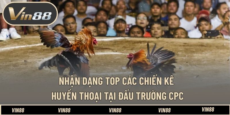 Top Các Chiến Kê Huyền Thoại Tại Đấu Trường CPC - Tinh Hoa Top Các Chiến Kê Huyền Thoại Tại Đấu Trường CPC - Tinh Hoa