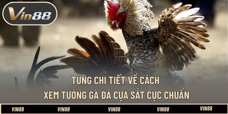 Cách Xem Tướng Gà Đá Cựa Sắt Cực Chuẩn Từ Chuyên Gia VIN88 Cách Xem Tướng Gà Đá Cựa Sắt Cực Chuẩn Từ Chuyên Gia VIN88