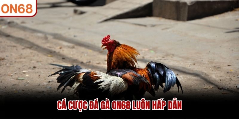 Đá Gà ON68 - Cập Nhật Nhanh Chóng Trận Đấu Mới Nhất 2026 Đá Gà ON68 - Cập Nhật Nhanh Chóng Trận Đấu Mới Nhất 2026