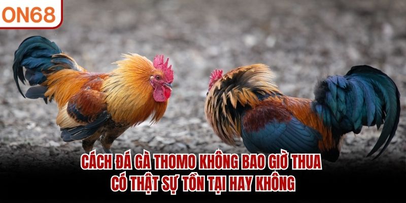 Cách Đá Gà Thomo Không Bao Giờ Thua Có Thực Sự Tồn Tại?