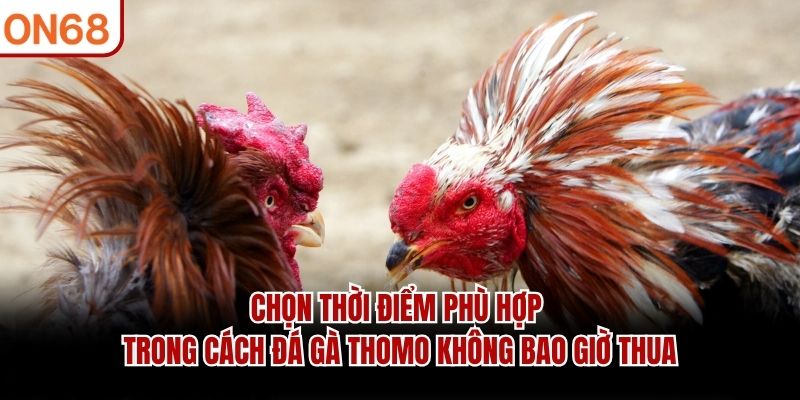 Cách Đá Gà Thomo Không Bao Giờ Thua Có Thực Sự Tồn Tại?
