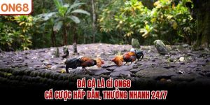 Đá Gà ON68 - Cập Nhật Nhanh Chóng Trận Đấu Mới Nhất 2026