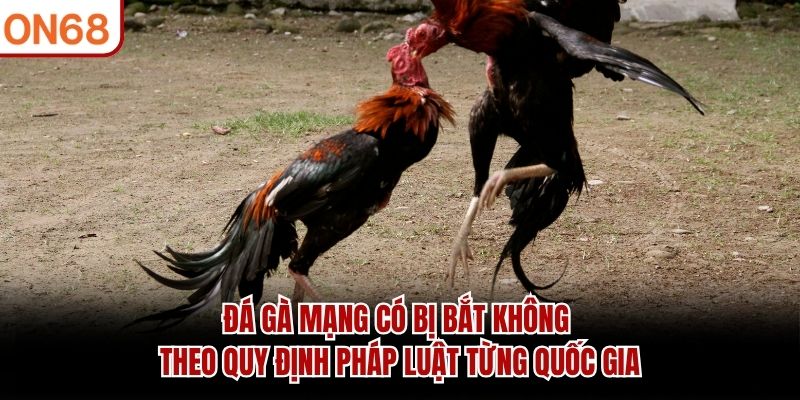 Đá Gà Mạng Có Bị Bắt Không? Giải Đáp Chi Tiết Tại ON68