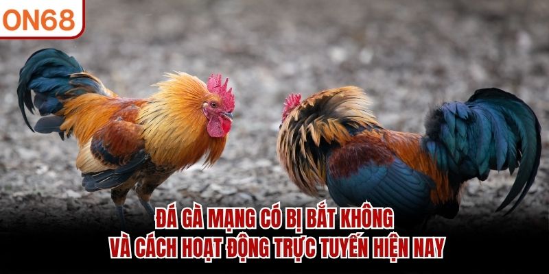 Đá Gà Mạng Có Bị Bắt Không? Giải Đáp Chi Tiết Tại ON68