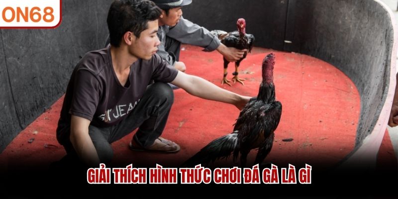 Đá Gà Là Gì? Giải Đáp Chi Tiết Cho Người Mới Tại ON68 Đá Gà Là Gì? Giải Đáp Chi Tiết Cho Người Mới Tại ON68