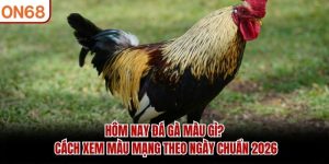 Đá Gà ON68 - Cập Nhật Nhanh Chóng Trận Đấu Mới Nhất 2026