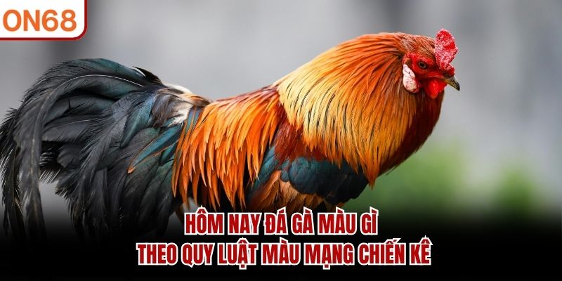 Hôm Nay Đá Gà Màu Gì? Gợi Ý Chọn Màu Gà Tại ON68