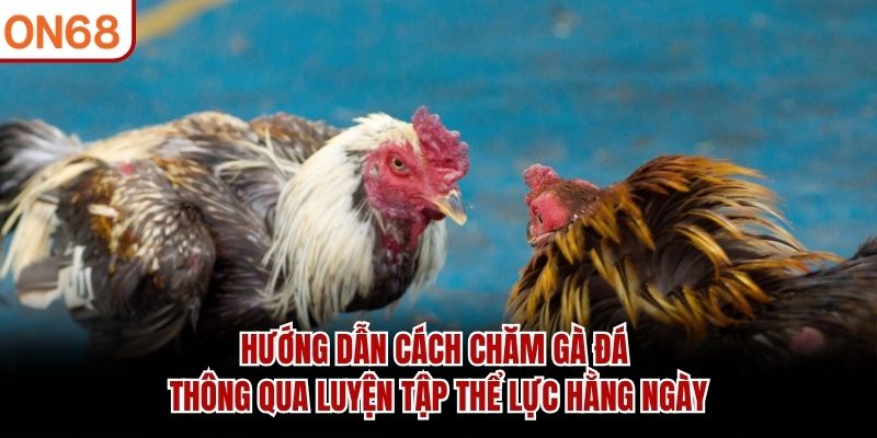 Hướng Dẫn Cách Chăm Gà Đá Chuẩn Cho Chiến Kê Sung Mãn Hướng Dẫn Cách Chăm Gà Đá Chuẩn Cho Chiến Kê Sung Mãn