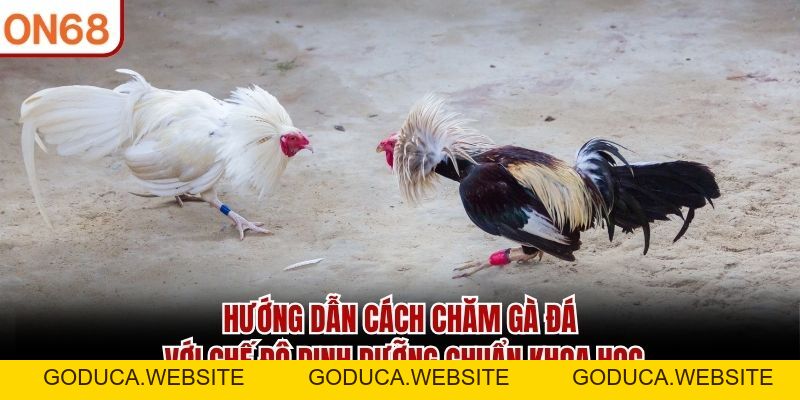 Hướng Dẫn Cách Chăm Gà Đá Chuẩn Cho Chiến Kê Sung Mãn Hướng Dẫn Cách Chăm Gà Đá Chuẩn Cho Chiến Kê Sung Mãn