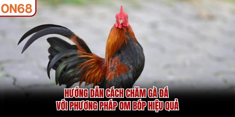 Hướng Dẫn Cách Chăm Gà Đá Chuẩn Cho Chiến Kê Sung Mãn Hướng Dẫn Cách Chăm Gà Đá Chuẩn Cho Chiến Kê Sung Mãn