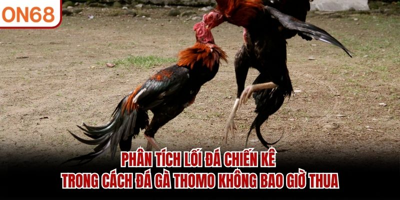Cách Đá Gà Thomo Không Bao Giờ Thua Có Thực Sự Tồn Tại?