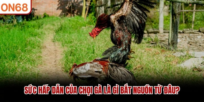 Đá Gà Là Gì? Giải Đáp Chi Tiết Cho Người Mới Tại ON68 Đá Gà Là Gì? Giải Đáp Chi Tiết Cho Người Mới Tại ON68