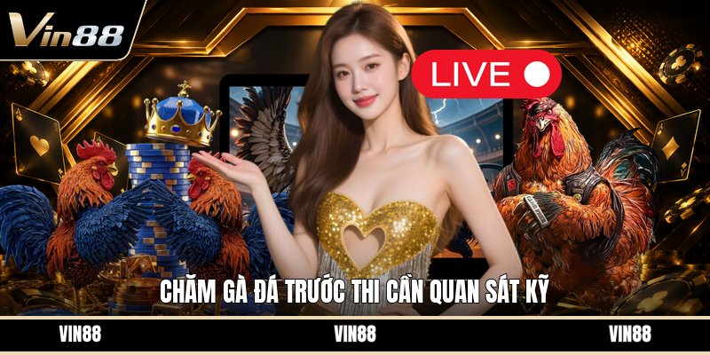 Chăm Gà Đá Trước Thi - Cách Chuẩn Bị Thể Trạng Tốt
