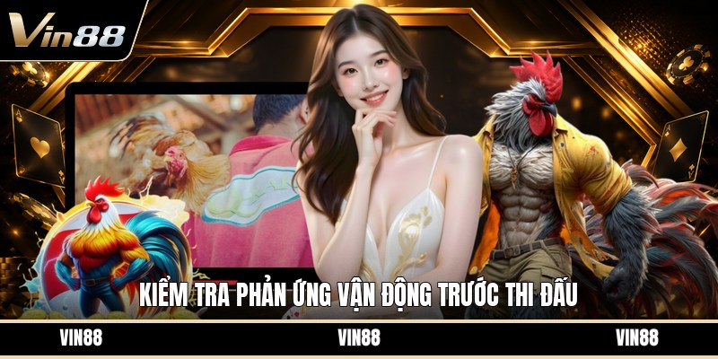Chăm Gà Đá Trước Thi - Cách Chuẩn Bị Thể Trạng Tốt