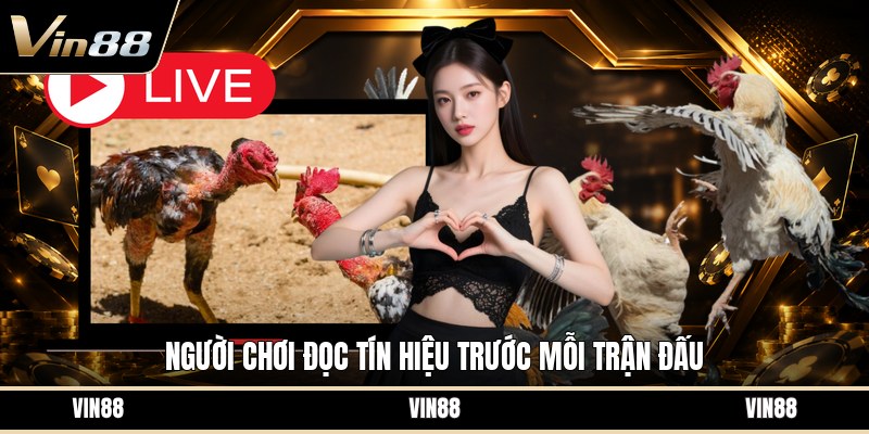 Luật Đá Gà Cựa Sắt - Quy Tắc Thi Đấu Cơ Bản Cần Biết