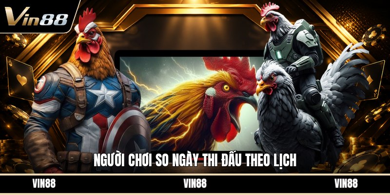 Xem Ngày Gà Đá - Cách Chọn Ngày Hợp Theo Màu Mạng Gà