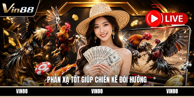 Chọn Gà Cựa Dao - Cách Nhìn Gà Chính Xác Trước Trận