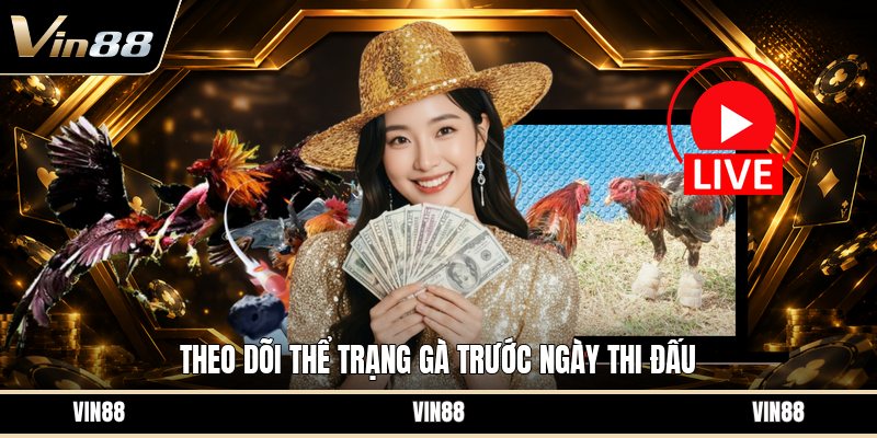 Chăm Gà Đá Trước Thi - Cách Chuẩn Bị Thể Trạng Tốt